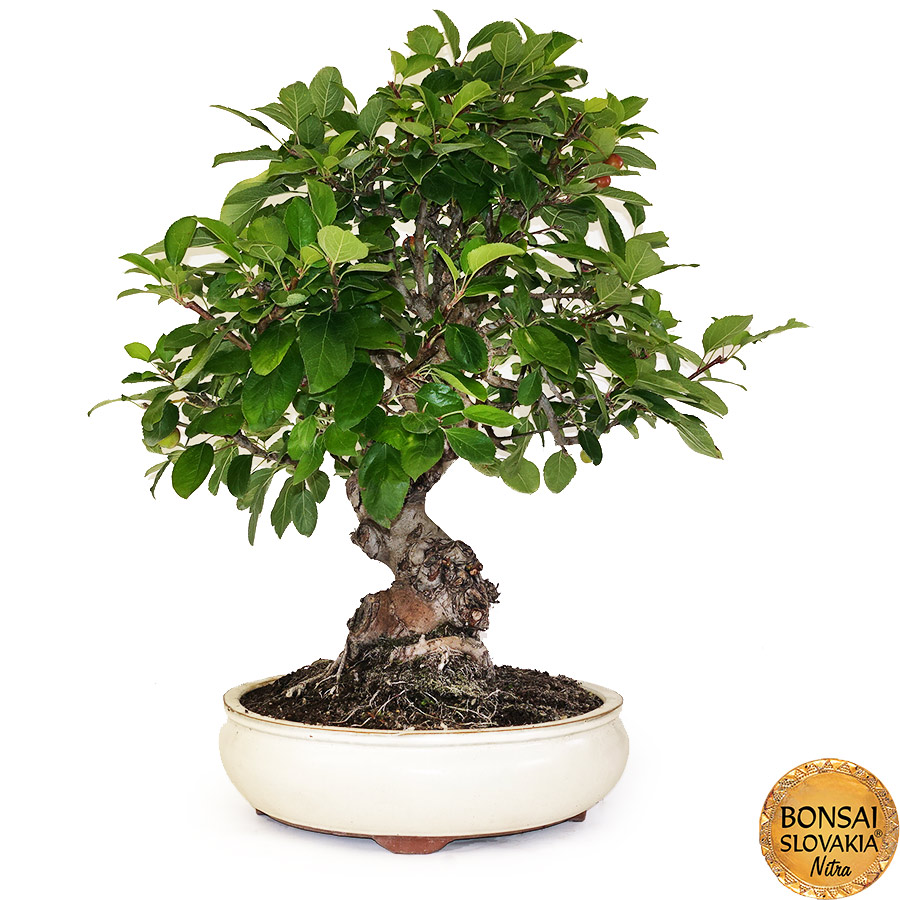 BONSAI: JABLOŇ, MALUS HALLIANA