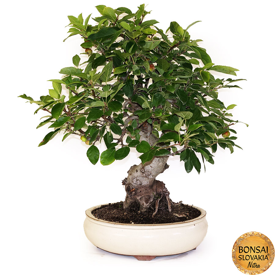 BONSAI: JABLOŇ, MALUS HALLIANA