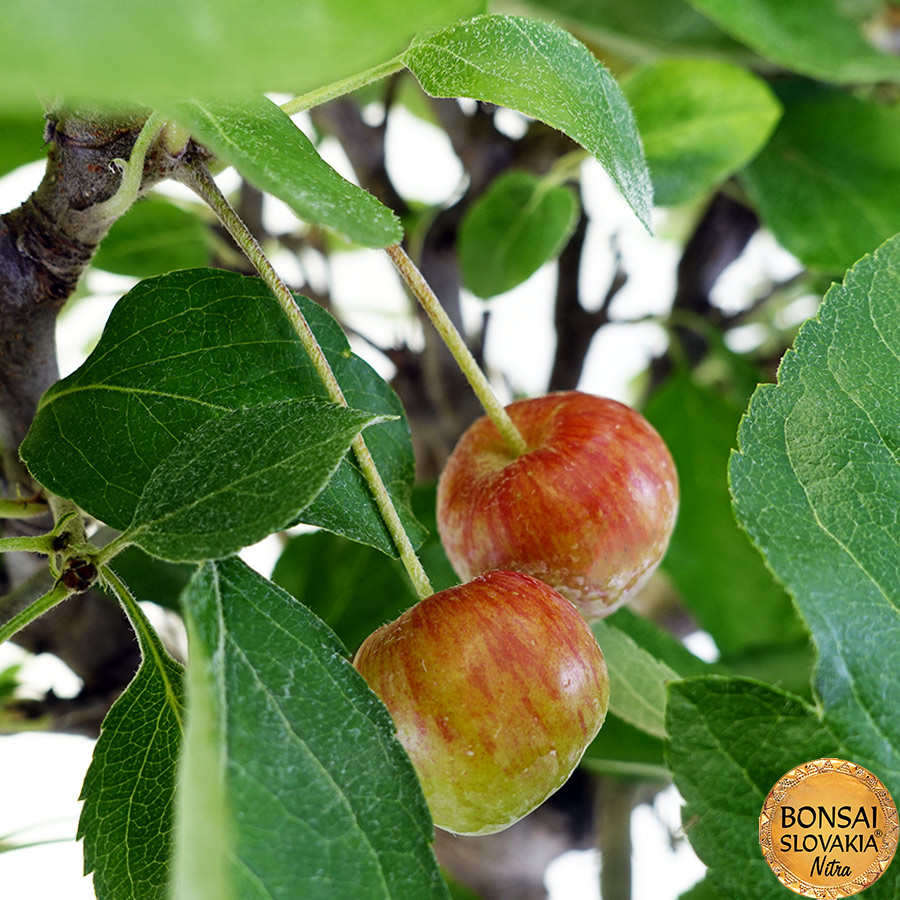 BONSAI: JABLOŇ, MALUS HALLIANA