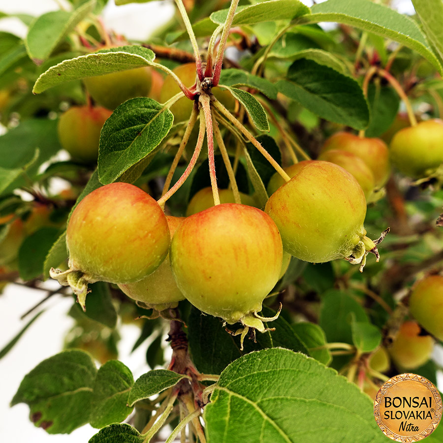 BONSAI: JABLOŇ, MALUS HALLIANA 75cm