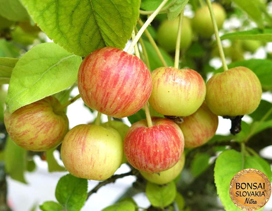 Malus halliana-Jabloň