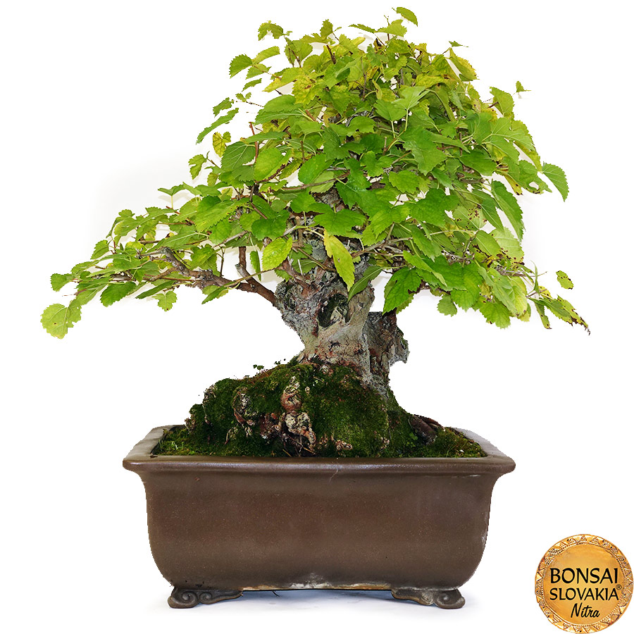 BONSAI: MORUŠA, MORUS NIGRA