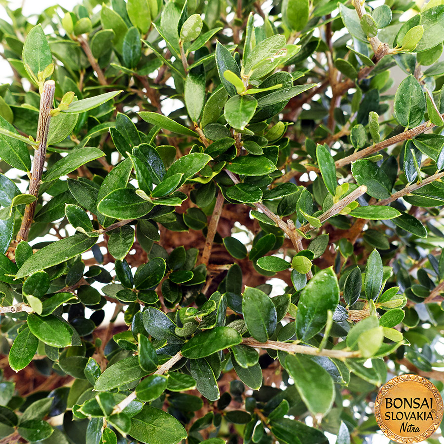 BONSAI: OLIVA, OLEA EUROPAEA SYLVESTRIS