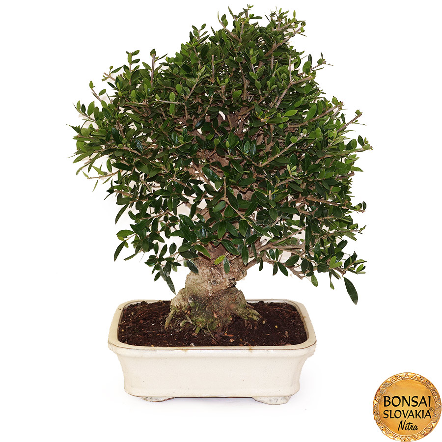 BONSAI: OLIVA, OLEA EUROPAEA SYLVESTRIS