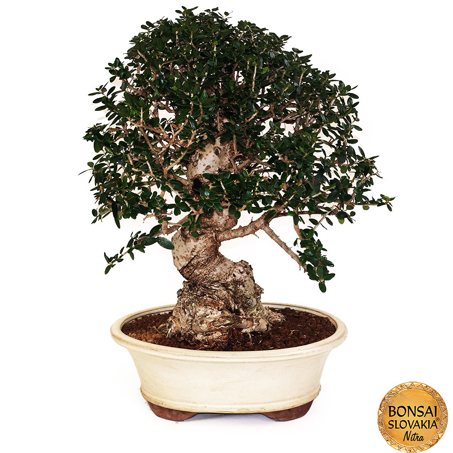 BONSAI: OLIVA, OLEA EUROPAEA SYLVESTRIS