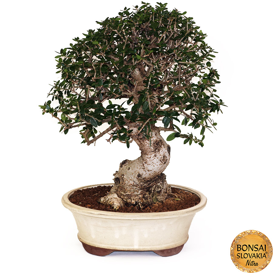 BONSAI: OLIVA, OLEA EUROPAEA SYLVESTRIS