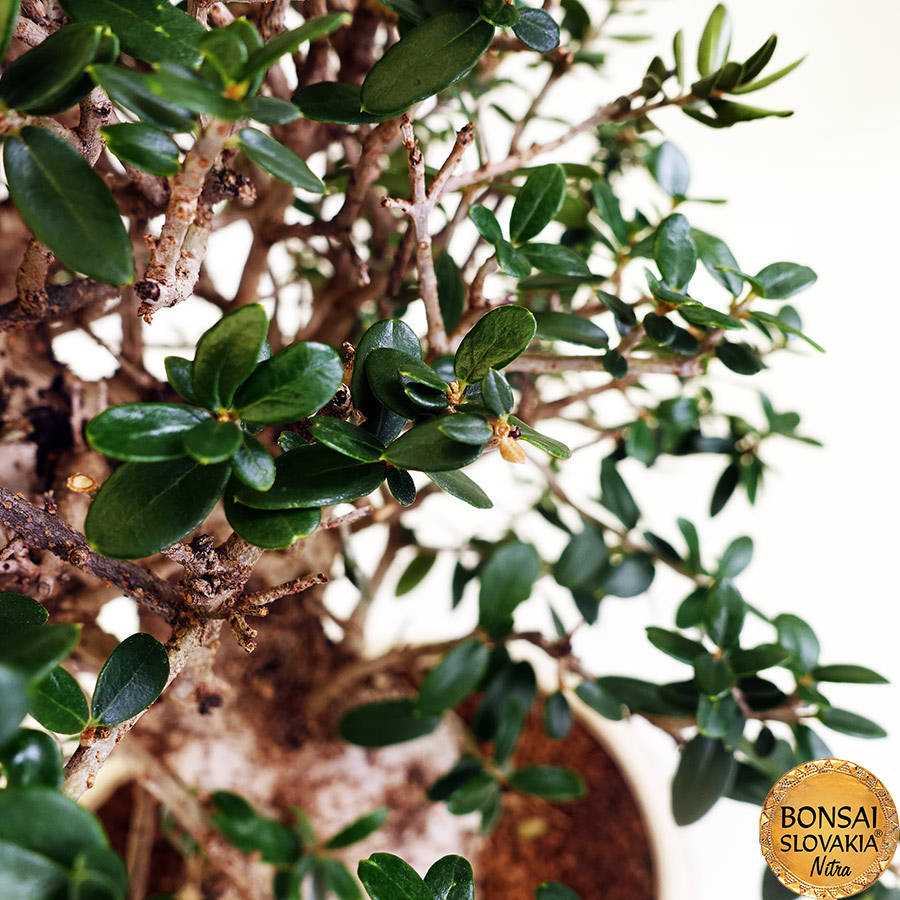 BONSAI: OLIVA, OLEA EUROPAEA SYLVESTRIS