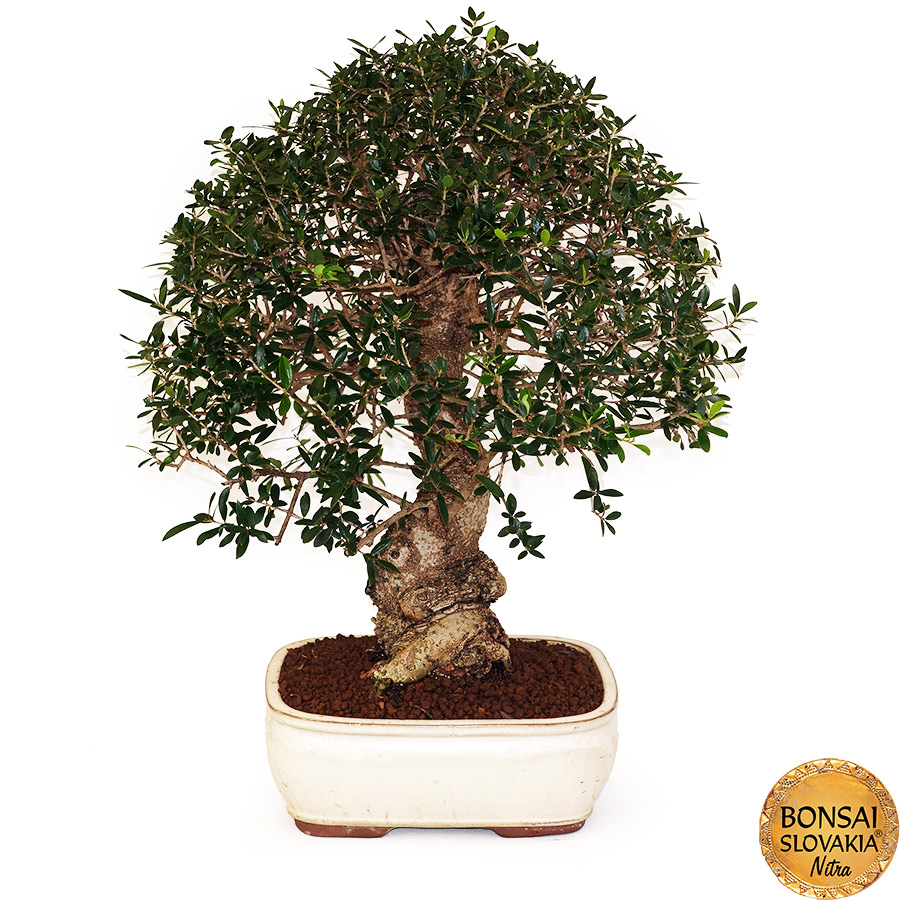 BONSAI: OLIVA, OLEA EUROPAEA SYLVESTRIS