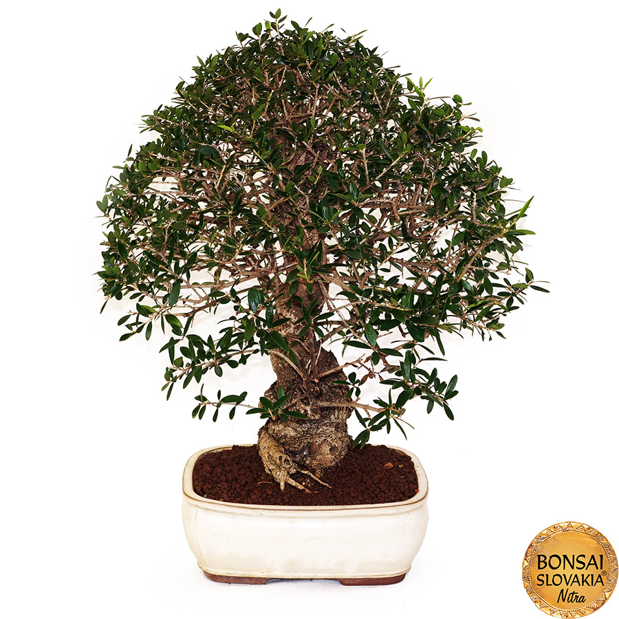 BONSAI: OLIVA, OLEA EUROPAEA SYLVESTRIS