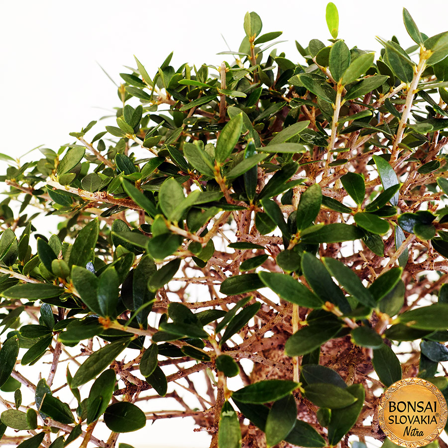 BONSAI: OLIVA, OLEA EUROPAEA SYLVESTRIS