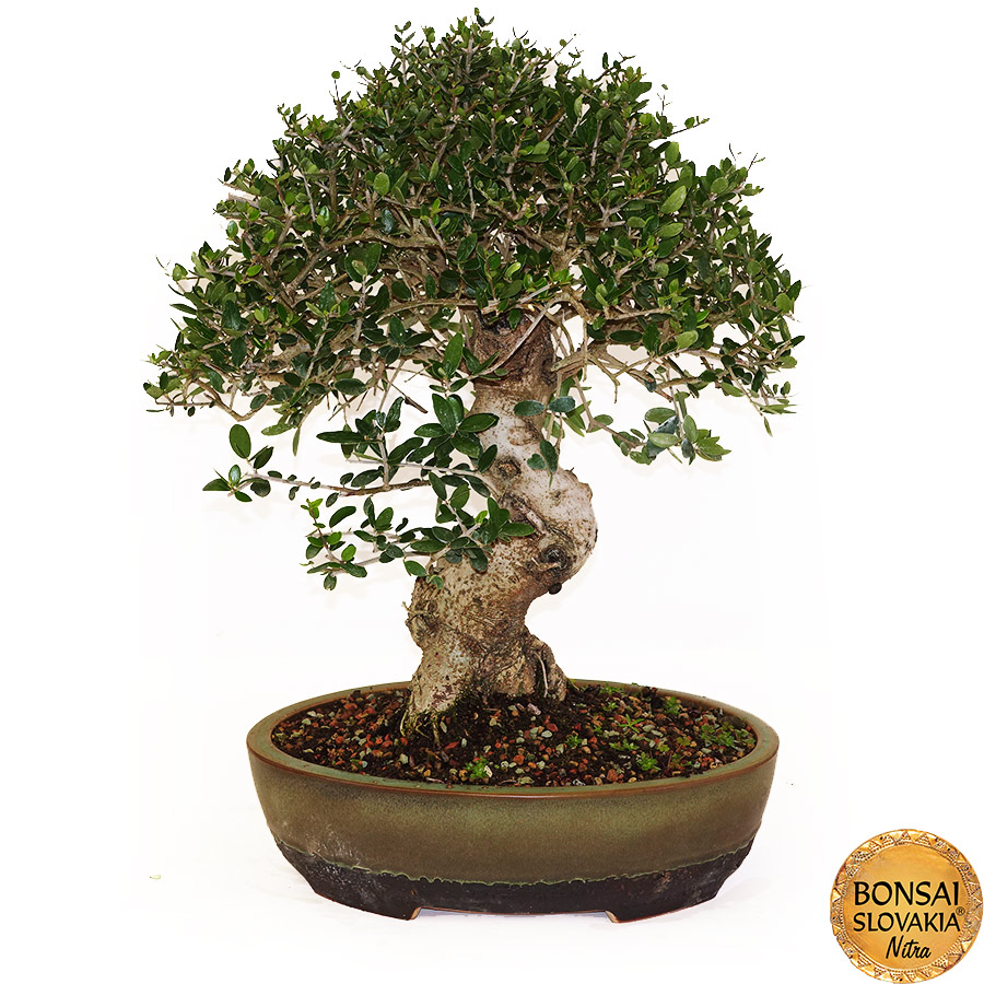 BONSAI: OLIVA, OLEA EUROPAEA SYLVESTRIS