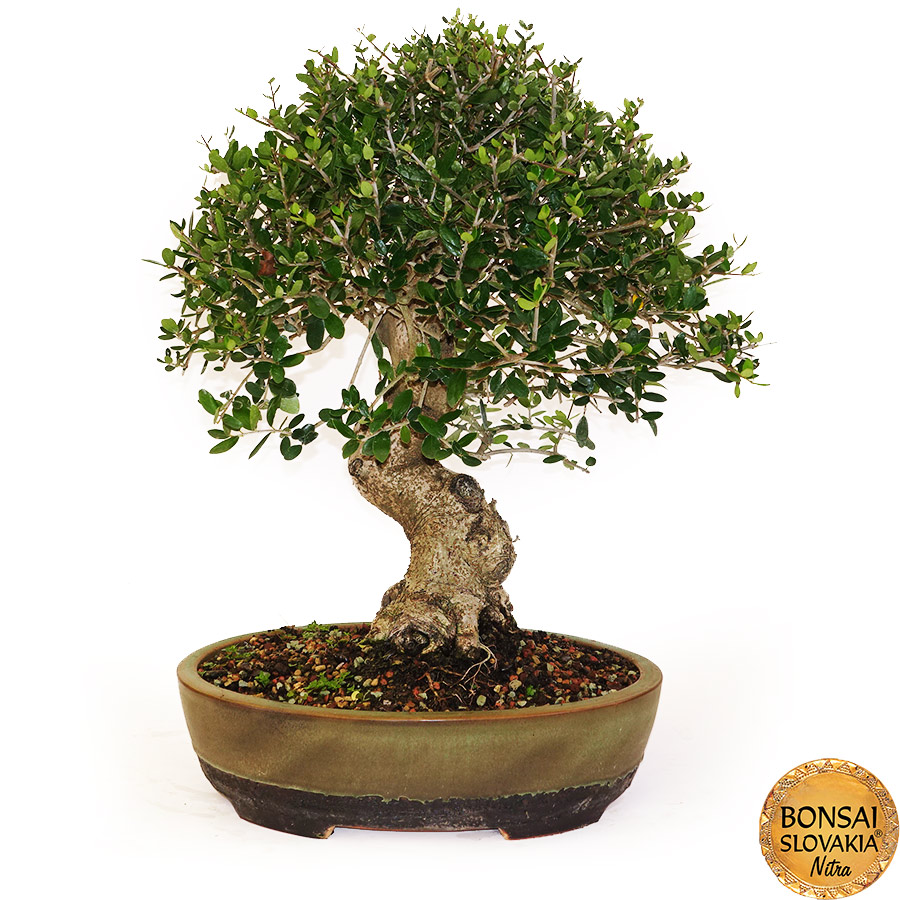 BONSAI: OLIVA, OLEA EUROPAEA SYLVESTRIS