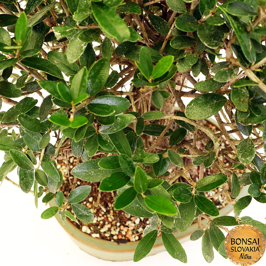 BONSAI: OLIVA, OLEA EUROPAEA SYLVESTRIS