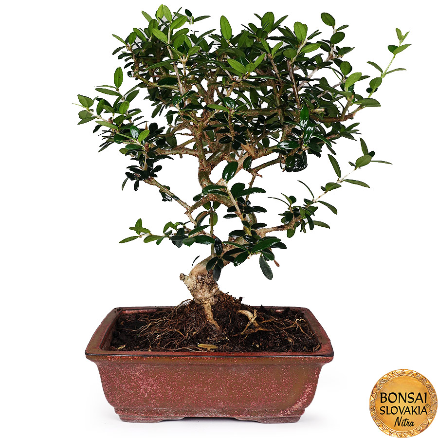 BONSAI: OLIVA, OLEA EUROPAEA SYLVESTRIS 35-40cm