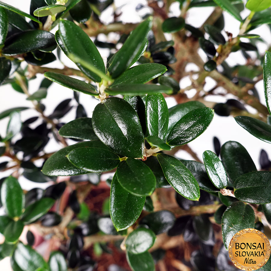 BONSAI: OLIVA, OLEA EUROPAEA SYLVESTRIS 35-40cm