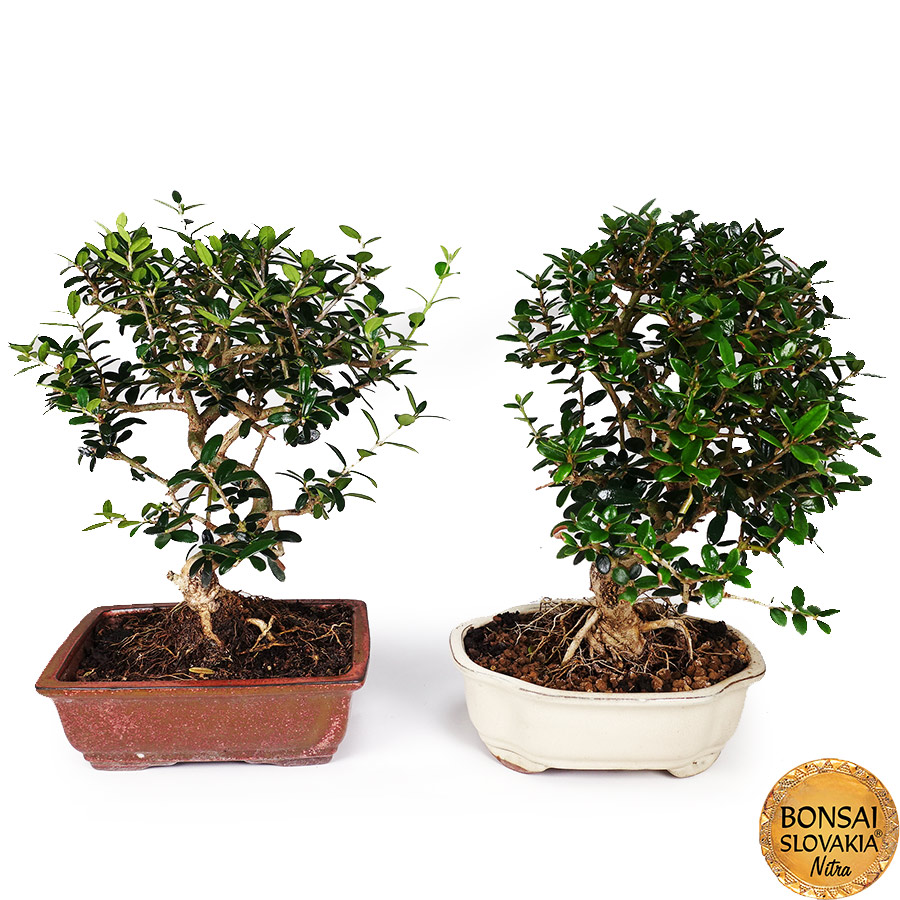 BONSAI: OLIVA, OLEA EUROPAEA SYLVESTRIS 35-40cm