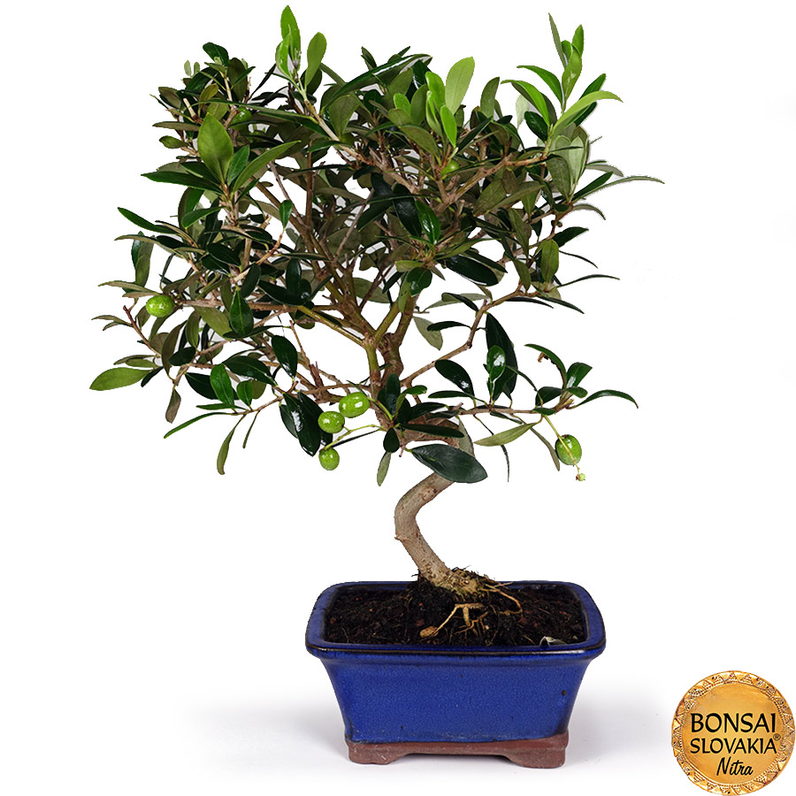 BONSAI: OLIVA, OLEA EUROPAEA