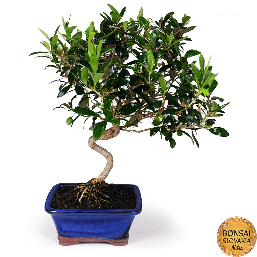 BONSAI: OLIVA, OLEA EUROPAEA