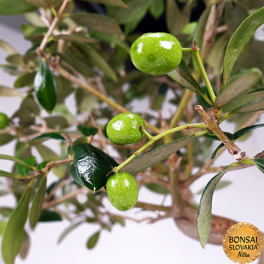 BONSAI: OLIVA, OLEA EUROPAEA