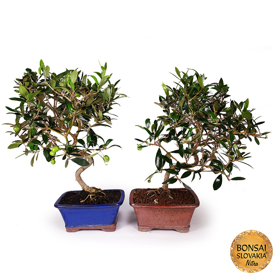 BONSAI: OLIVA, OLEA EUROPAEA