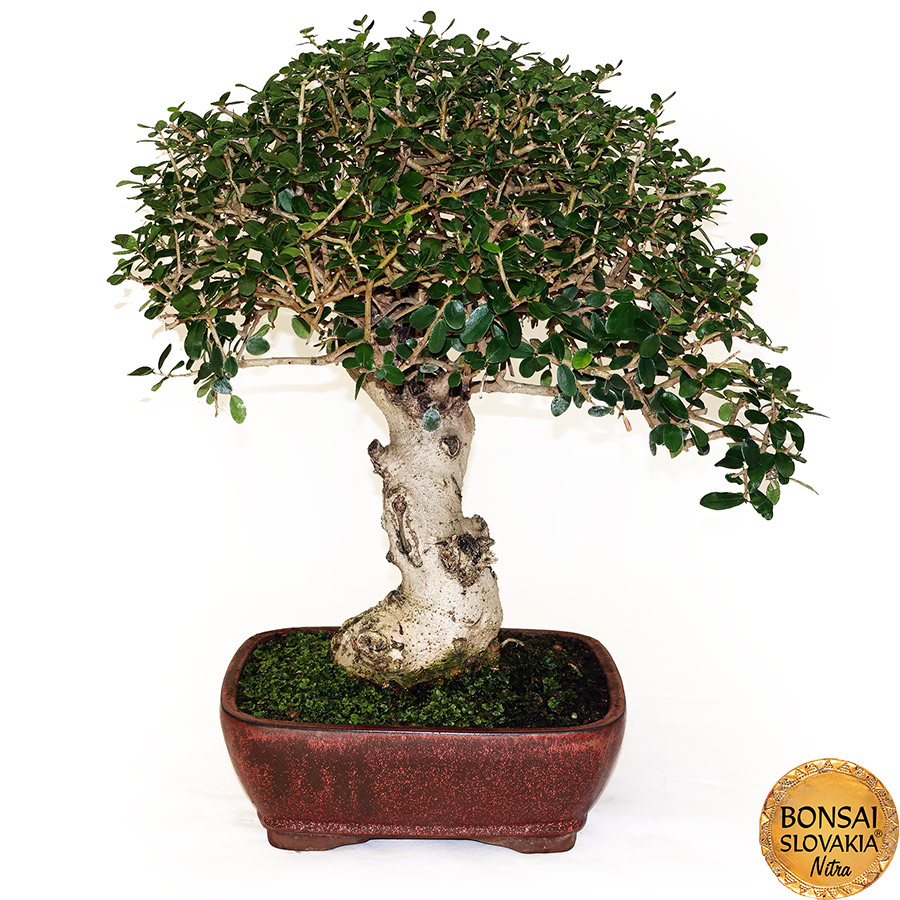 BONSAI: OLIVA, OLEA EUROPAEA SYLVESTRIS 55cm