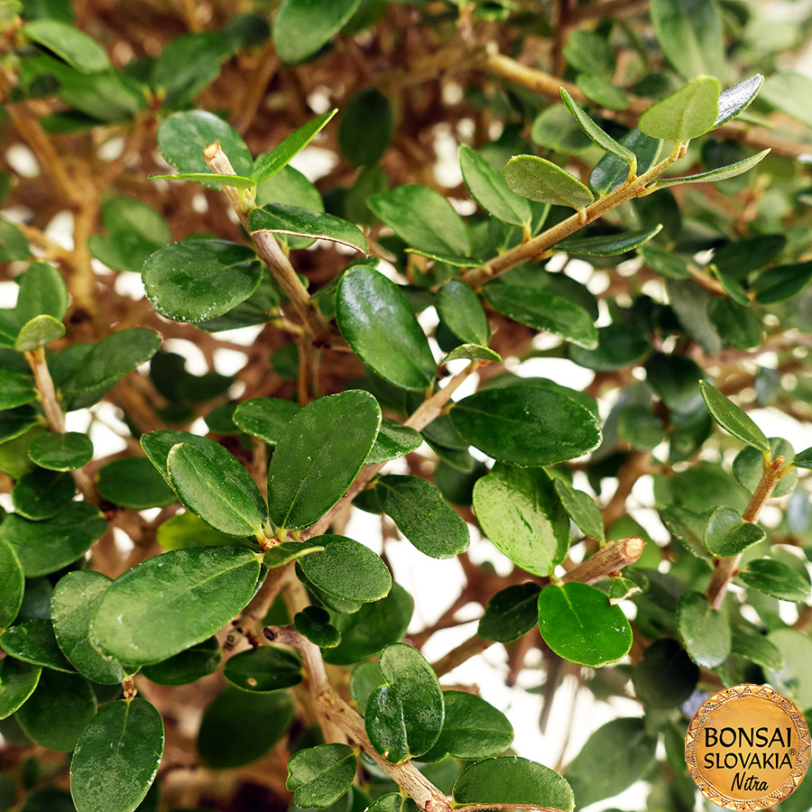 BONSAI: OLIVA, OLEA EUROPAEA SYLVESTRIS 55cm