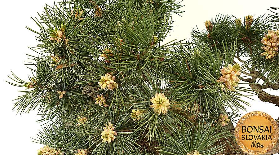 Pinus parviflora 97 cm