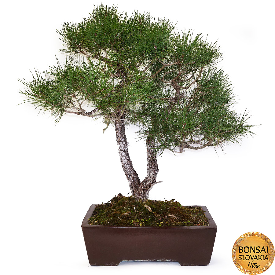 BONSAI - BOROVICA