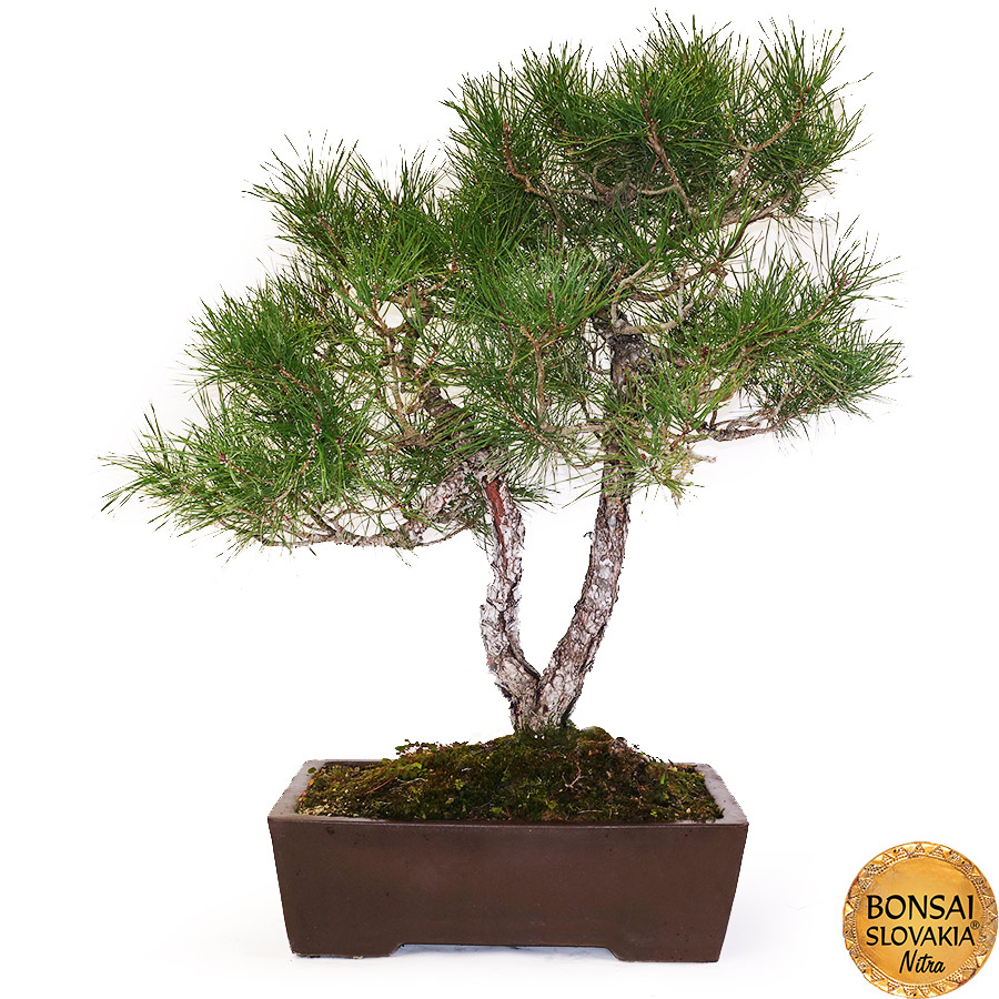 BONSAI - BOROVICA