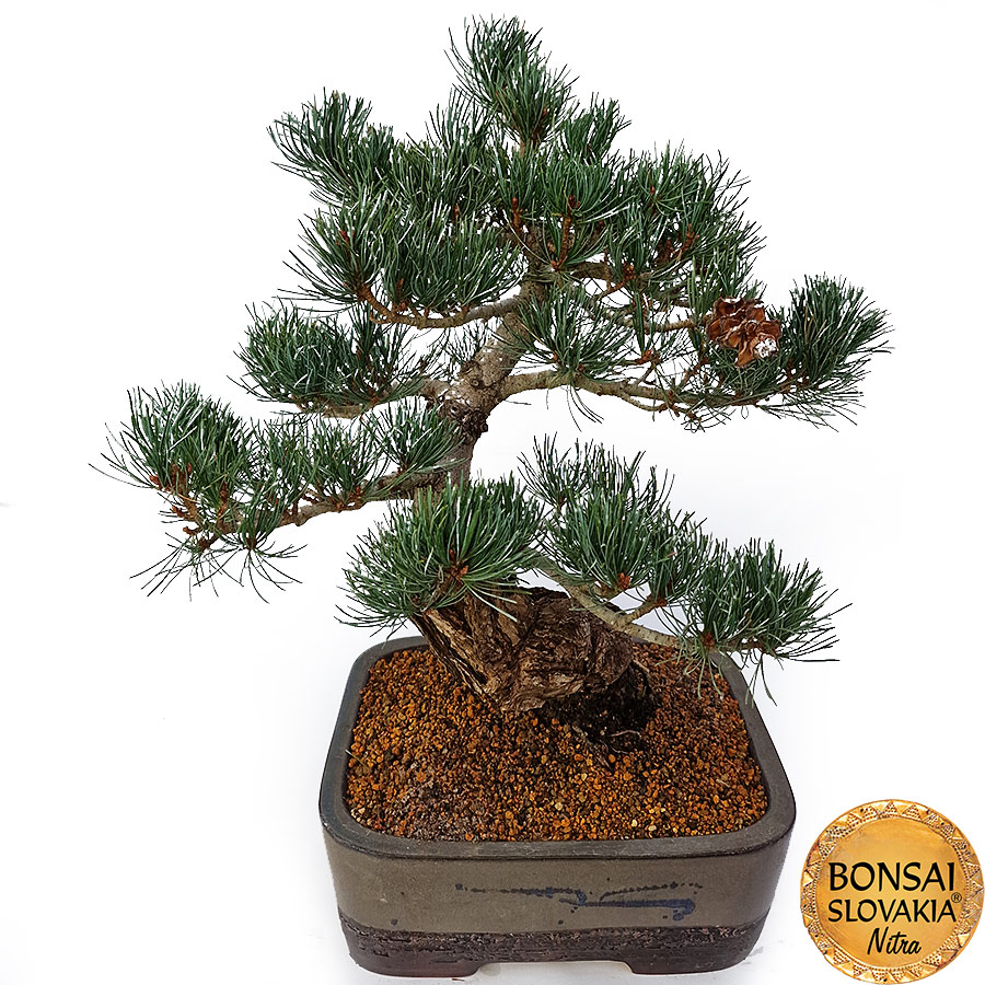 GOYO-MATSU,  PINUS PARVIFLORA