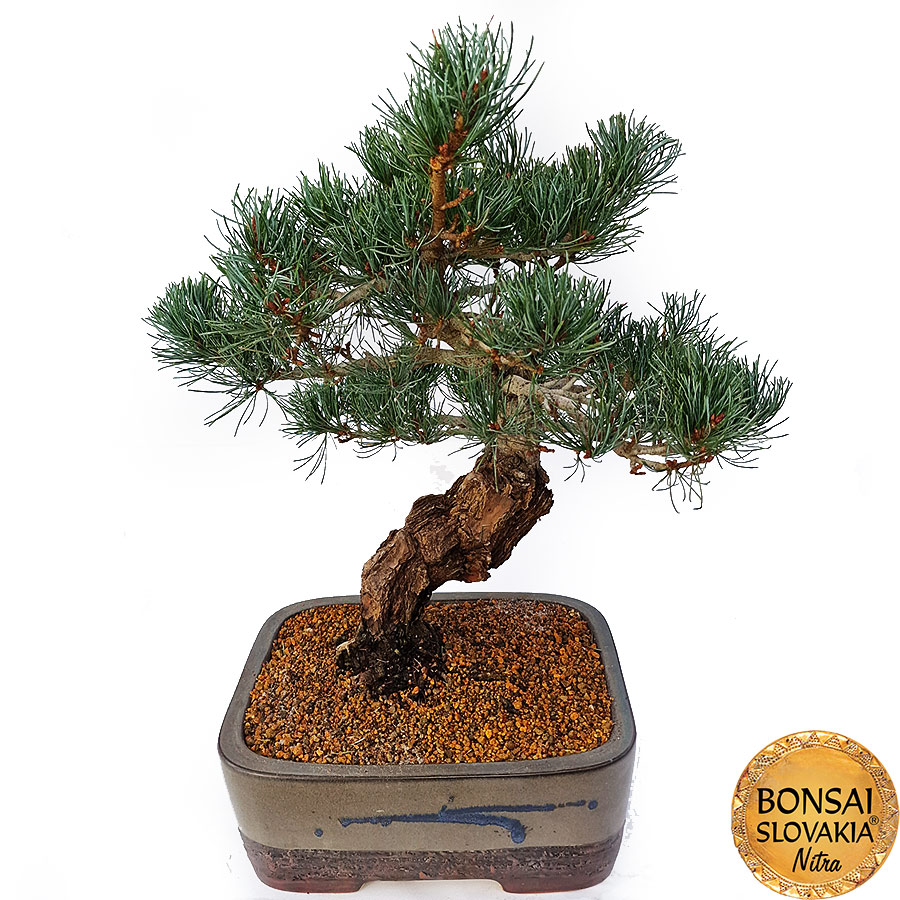 GOYO-MATSU,  PINUS PARVIFLORA