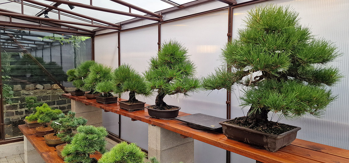 Kolekcia BONSAI BOROVICE