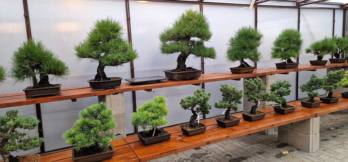 Kolekcia BONSAI BOROVICE