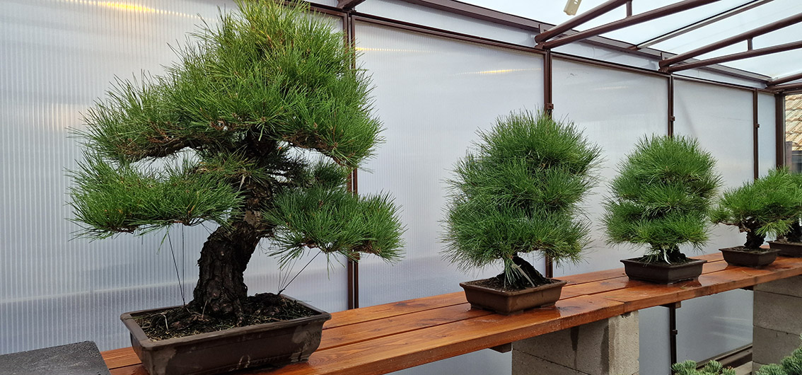 Kolekcia BONSAI BOROVICE