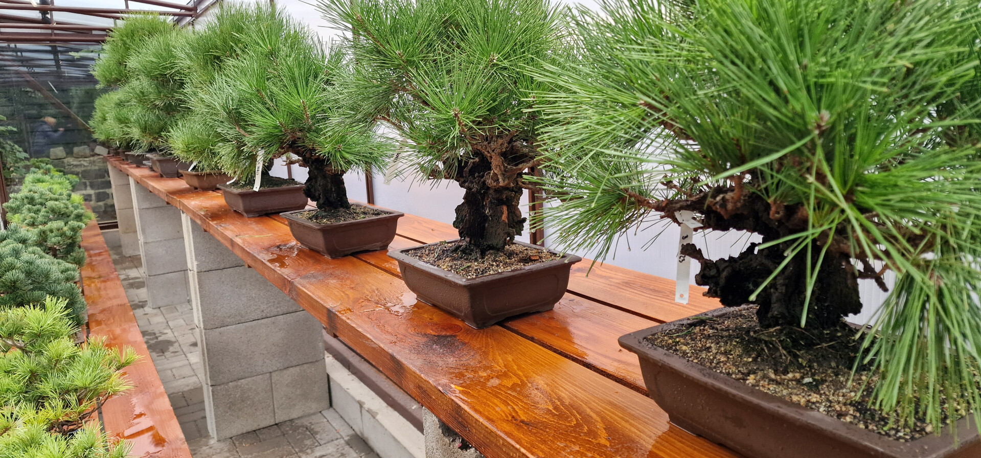 Kolekcia BONSAI BOROVICE