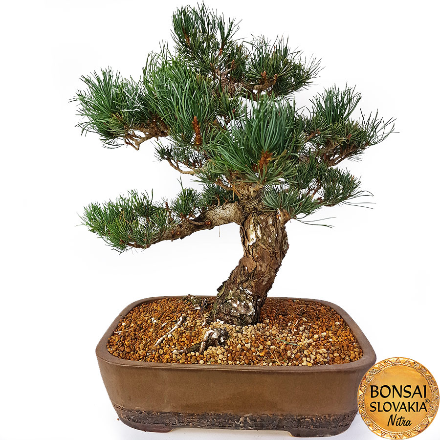 GOYO-MATSU,  PINUS PARVIFLORA
