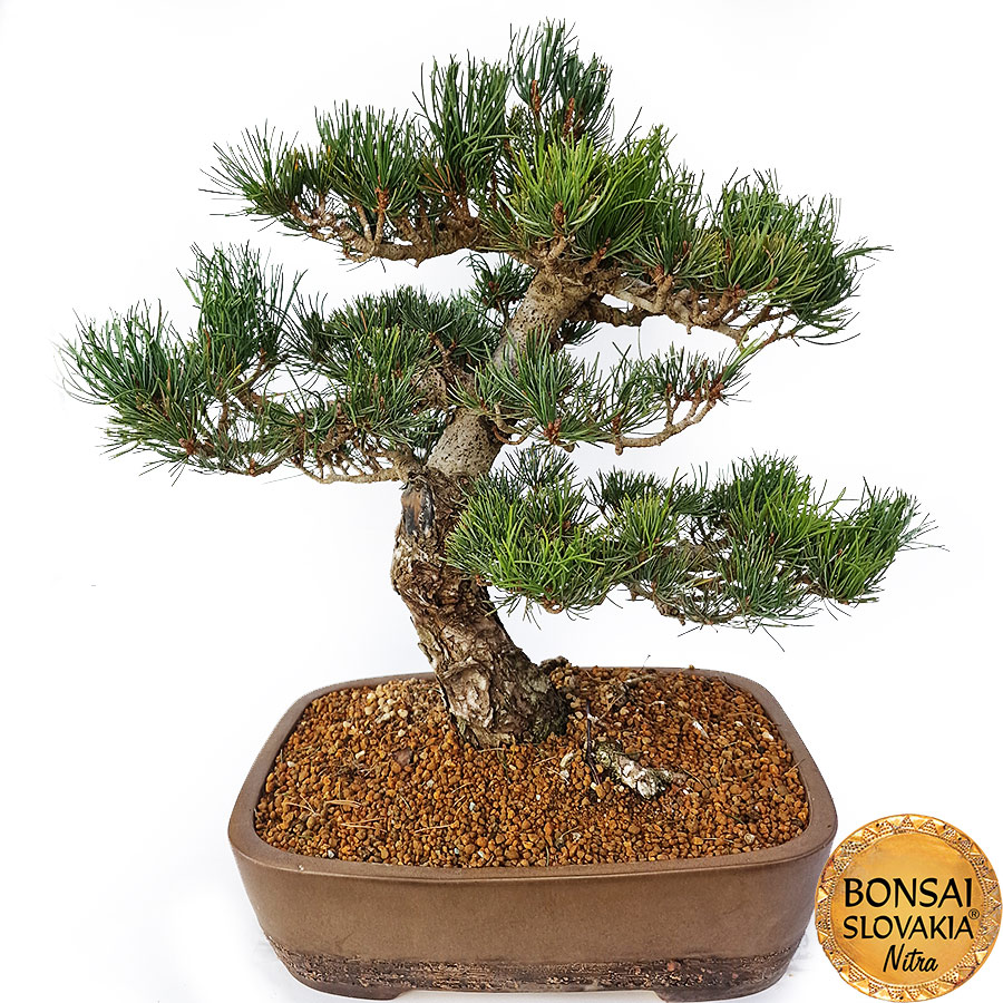 GOYO-MATSU,  PINUS PARVIFLORA