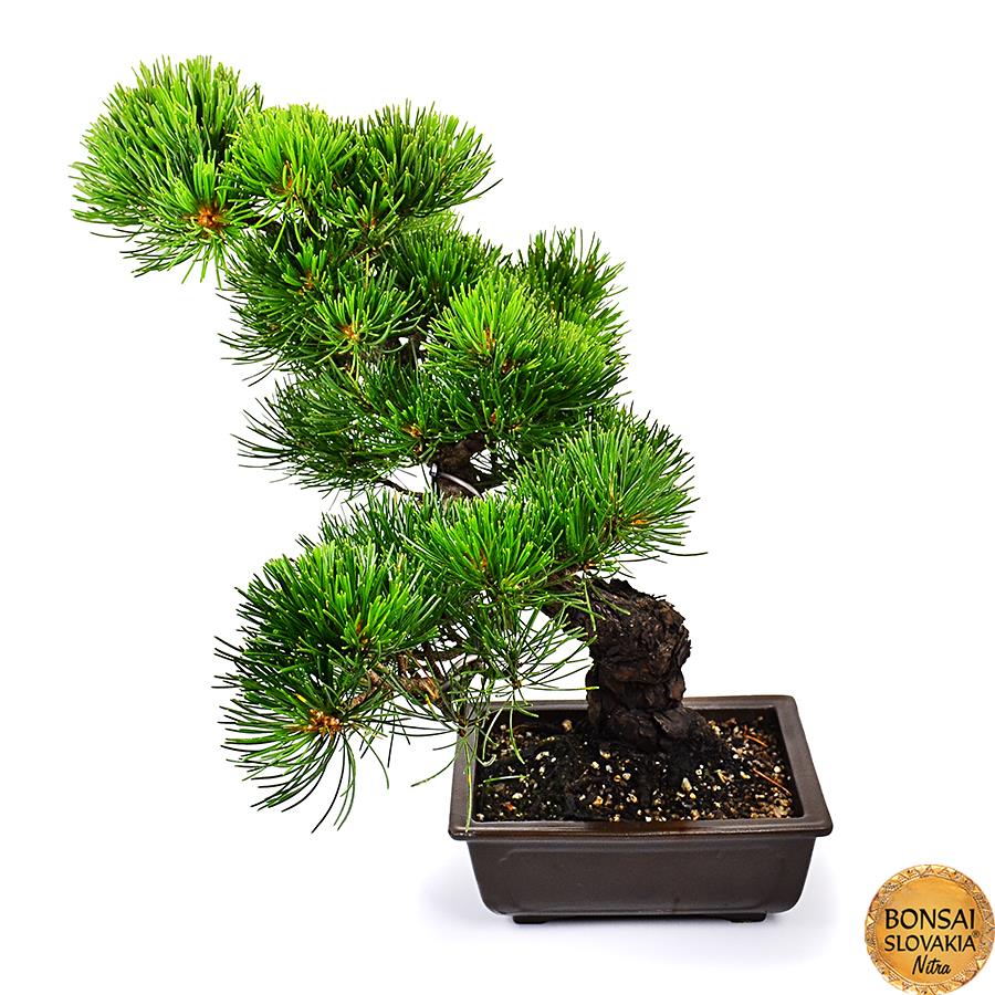 Pinus parviflora, 35cm