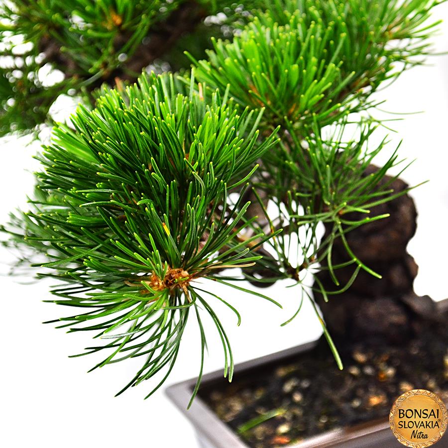 Pinus parviflora, 35cm