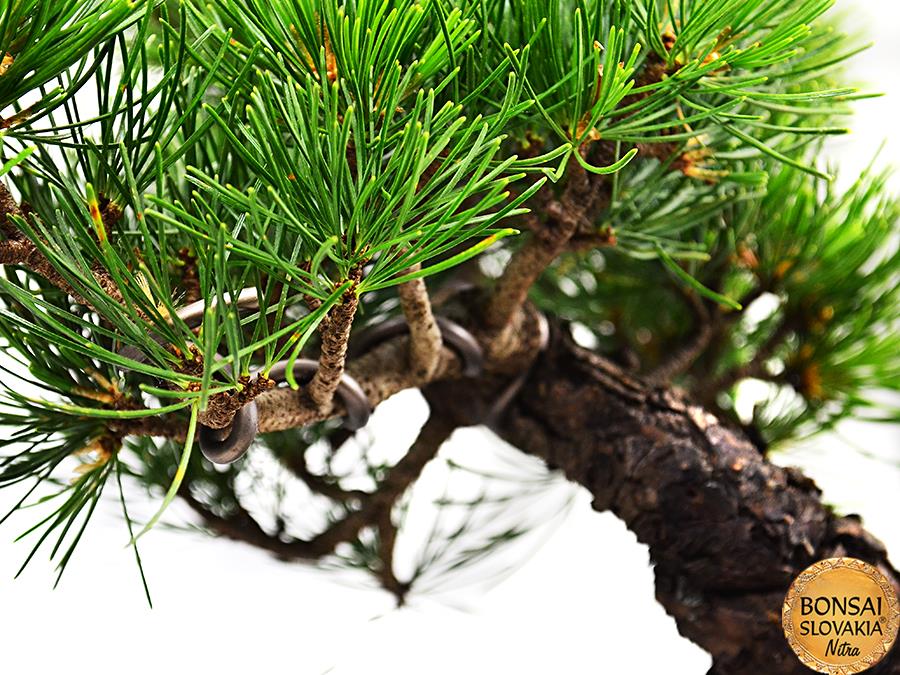 Pinus parviflora, 35cm