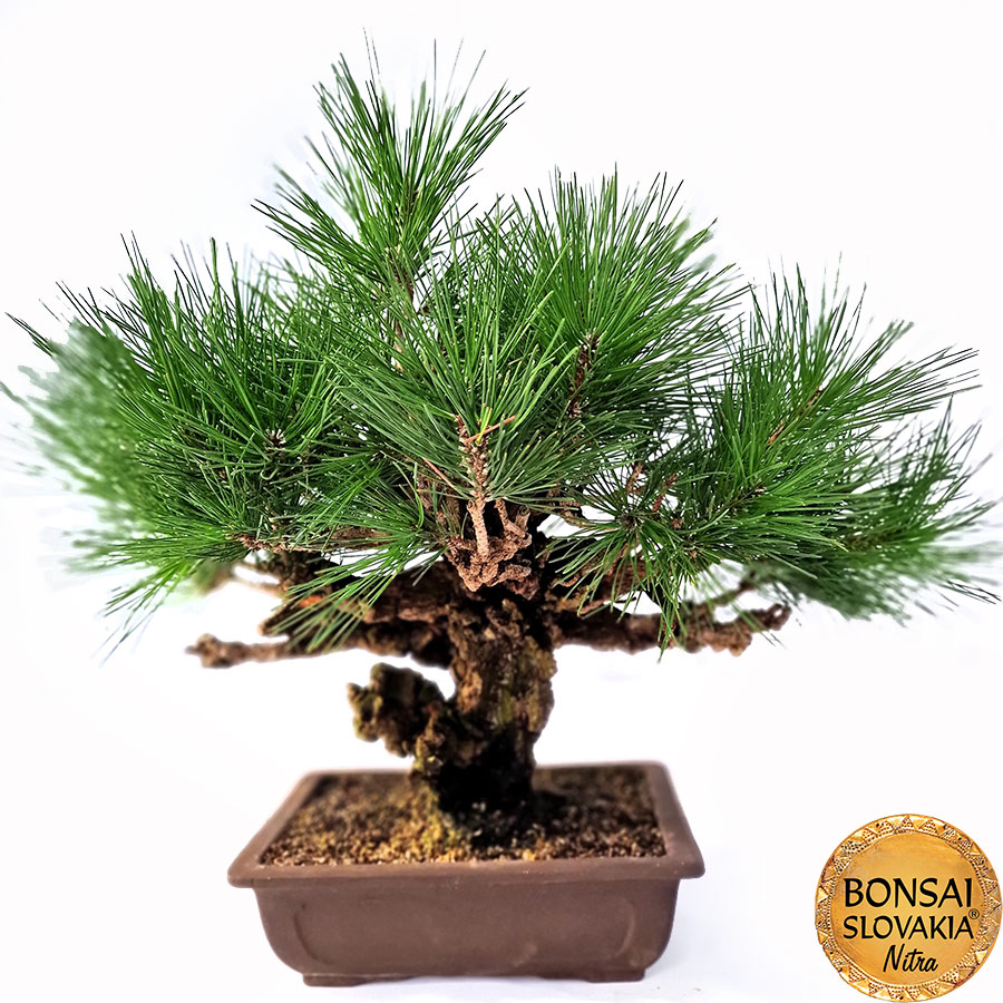 KURO MATSU 黒松 Pinus thunbergii var. corticosa 