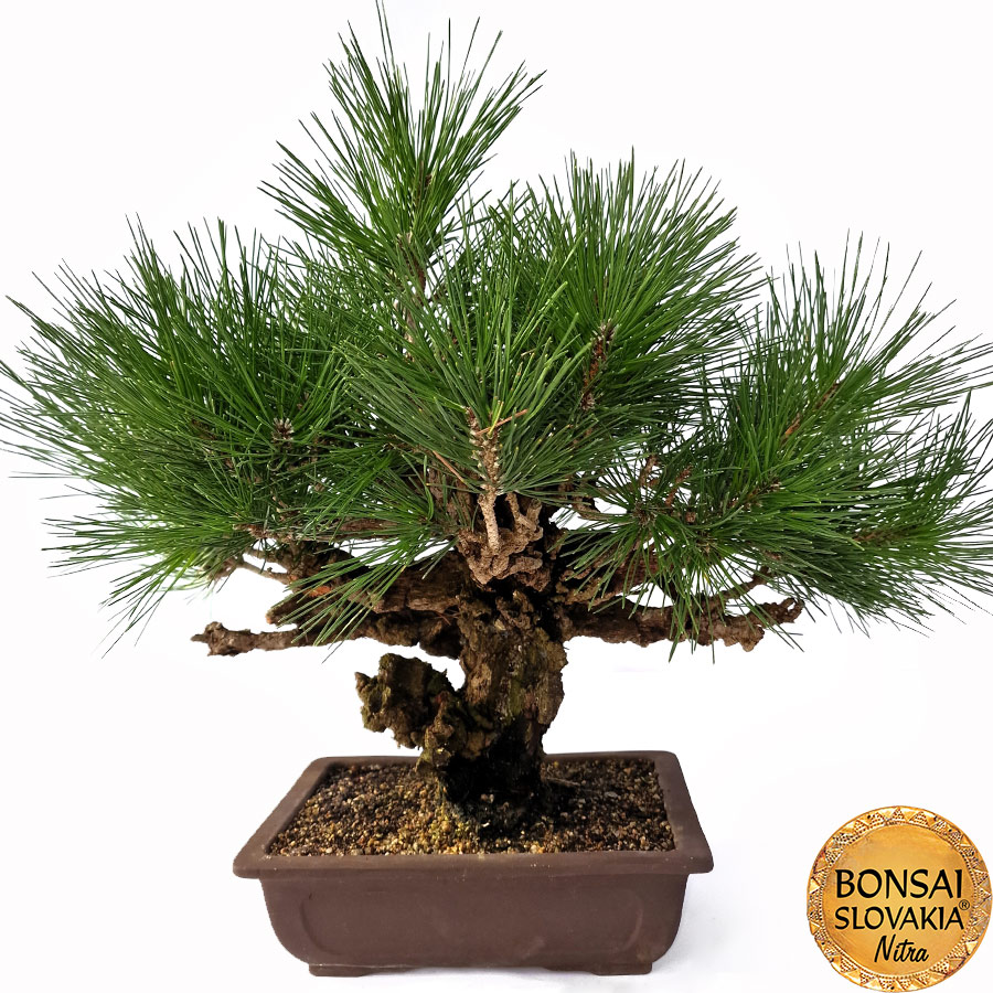 KURO MATSU 黒松 Pinus thunbergii var. corticosa 