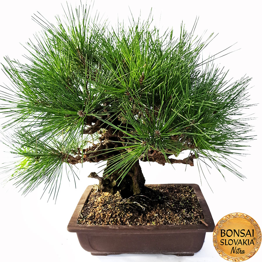 KURO MATSU 黒松 Pinus thunbergii var. corticosa 