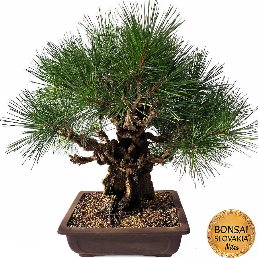 KURO MATSU 黒松  PINUS THUNGERGII 