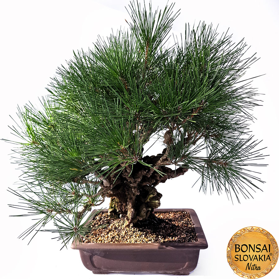 KURO MATSU 黒松  PINUS THUNGERGII 