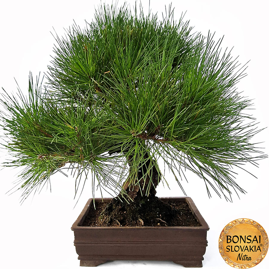 KURO MATSU 黒松  PINUS THUNGERGII 51cm