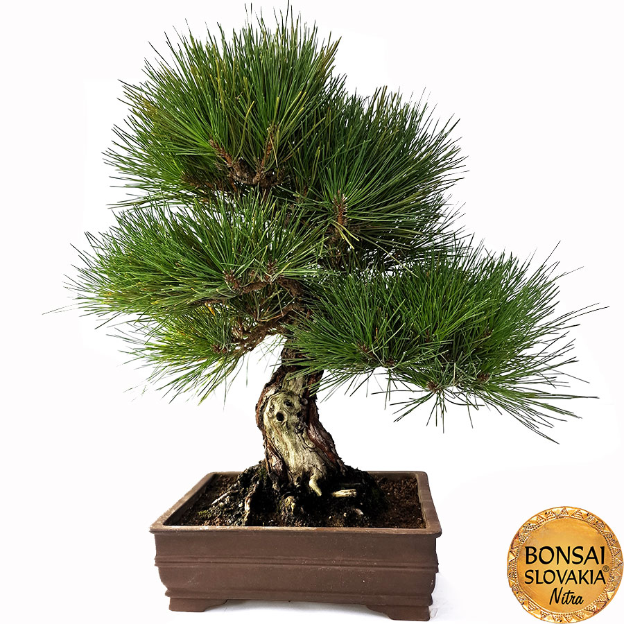 KURO MATSU 黒松  PINUS THUNGERGII 51cm