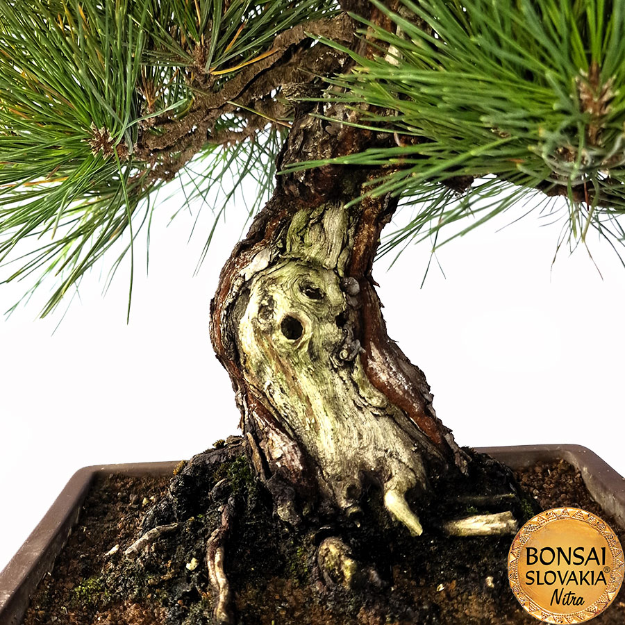 KURO MATSU 黒松  PINUS THUNGERGII 51cm