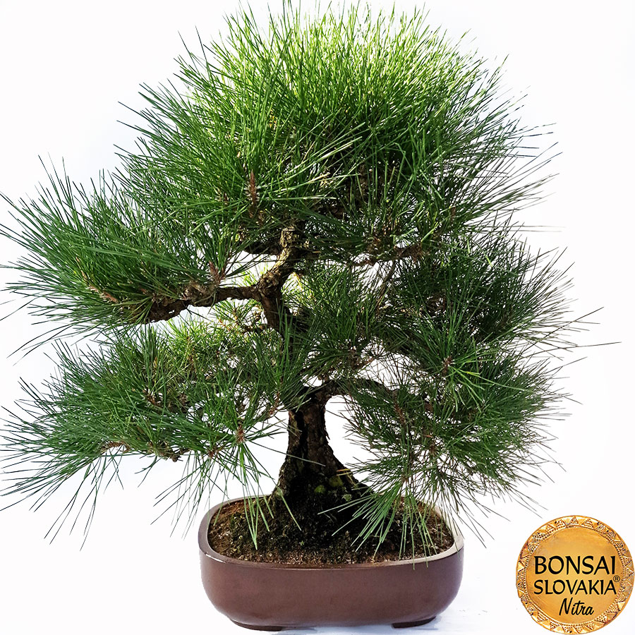 KURO MATSU 黒松  PINUS THUNGERGII 