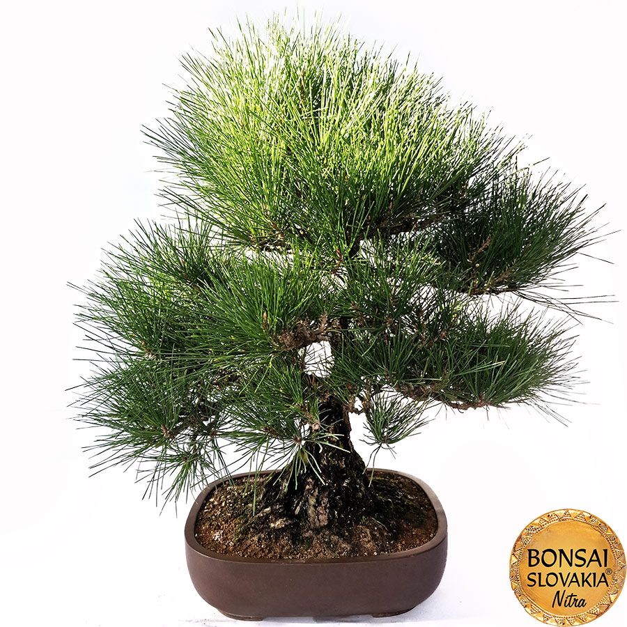 KURO MATSU 黒松  PINUS THUNGERGII 